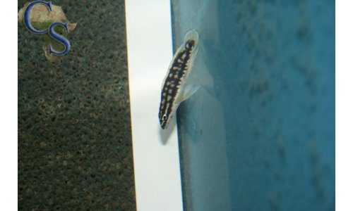 Julidochromis ornatus kapampa